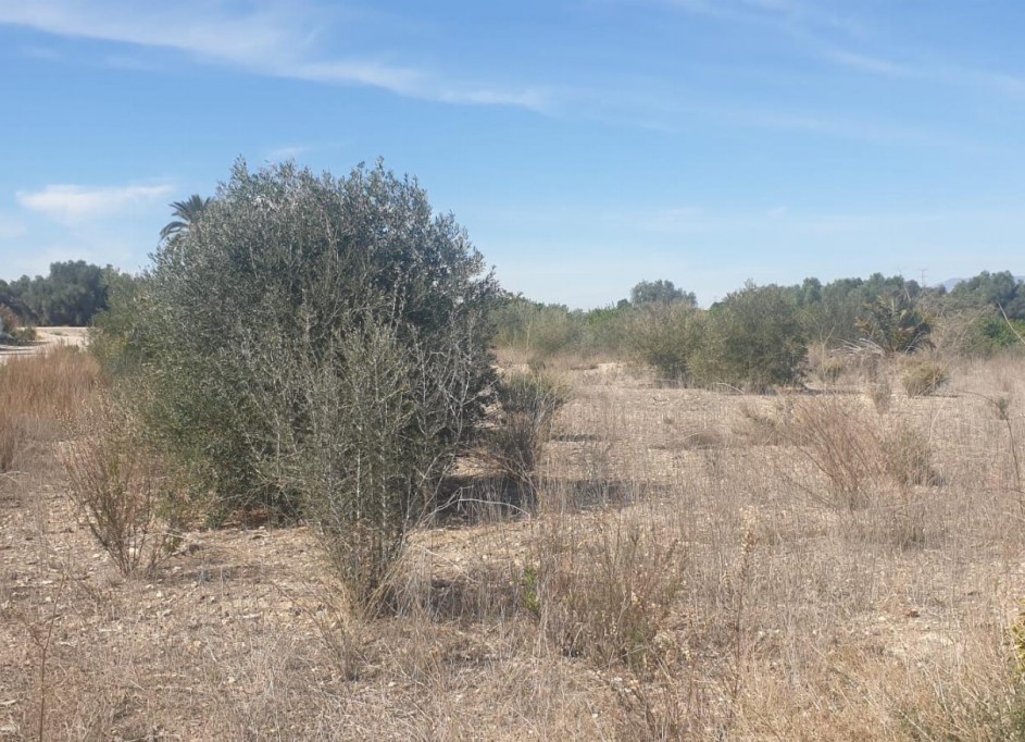 Venta - Terreno -
Benferri - HUERTA PUEBLO