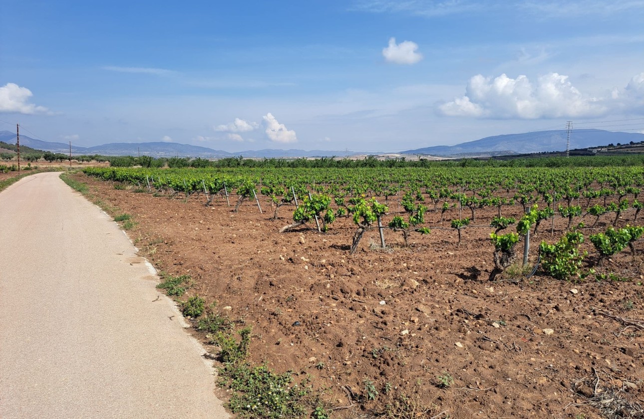 Venta - Terreno -
Pinoso