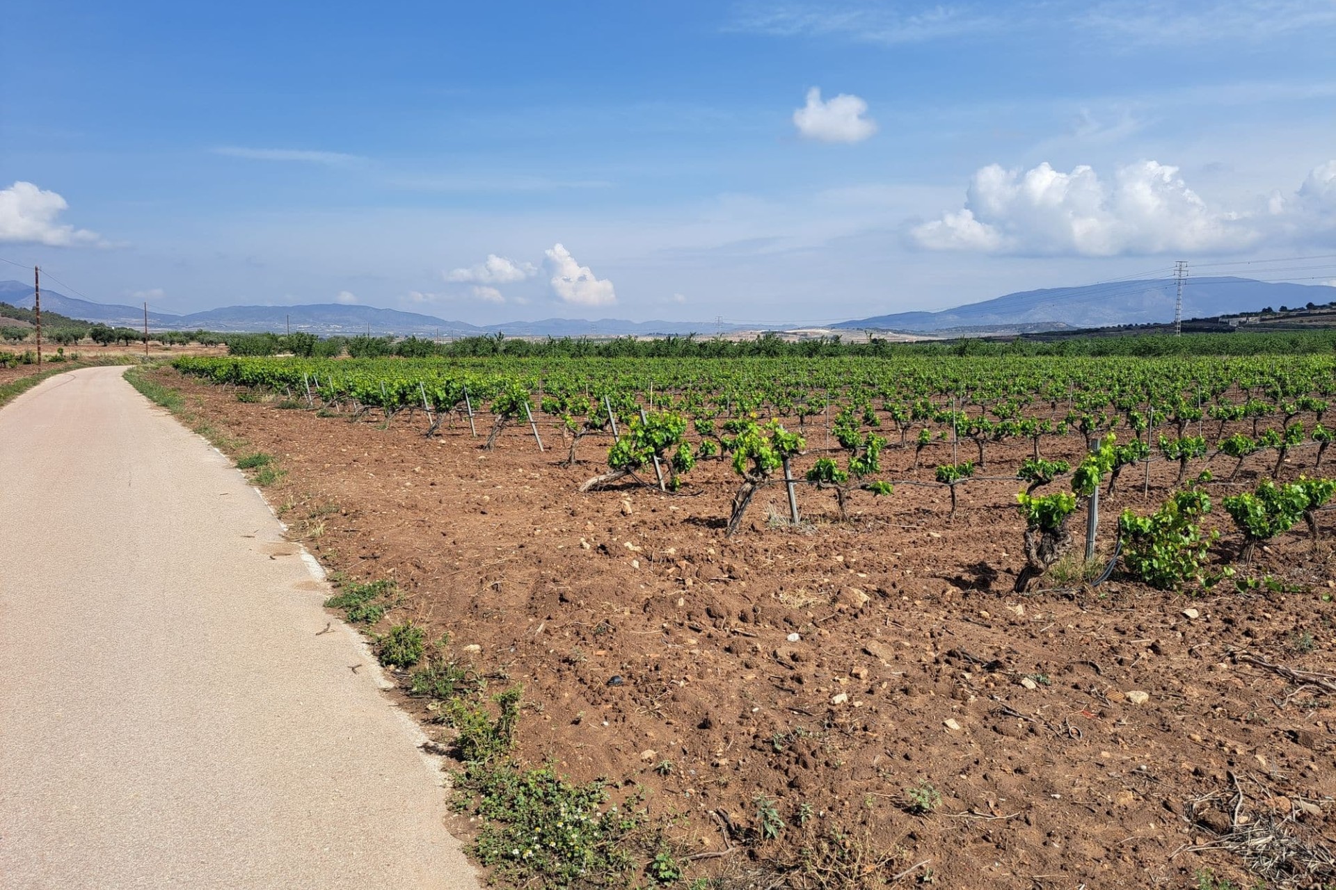 Venta - Terreno -
Pinoso