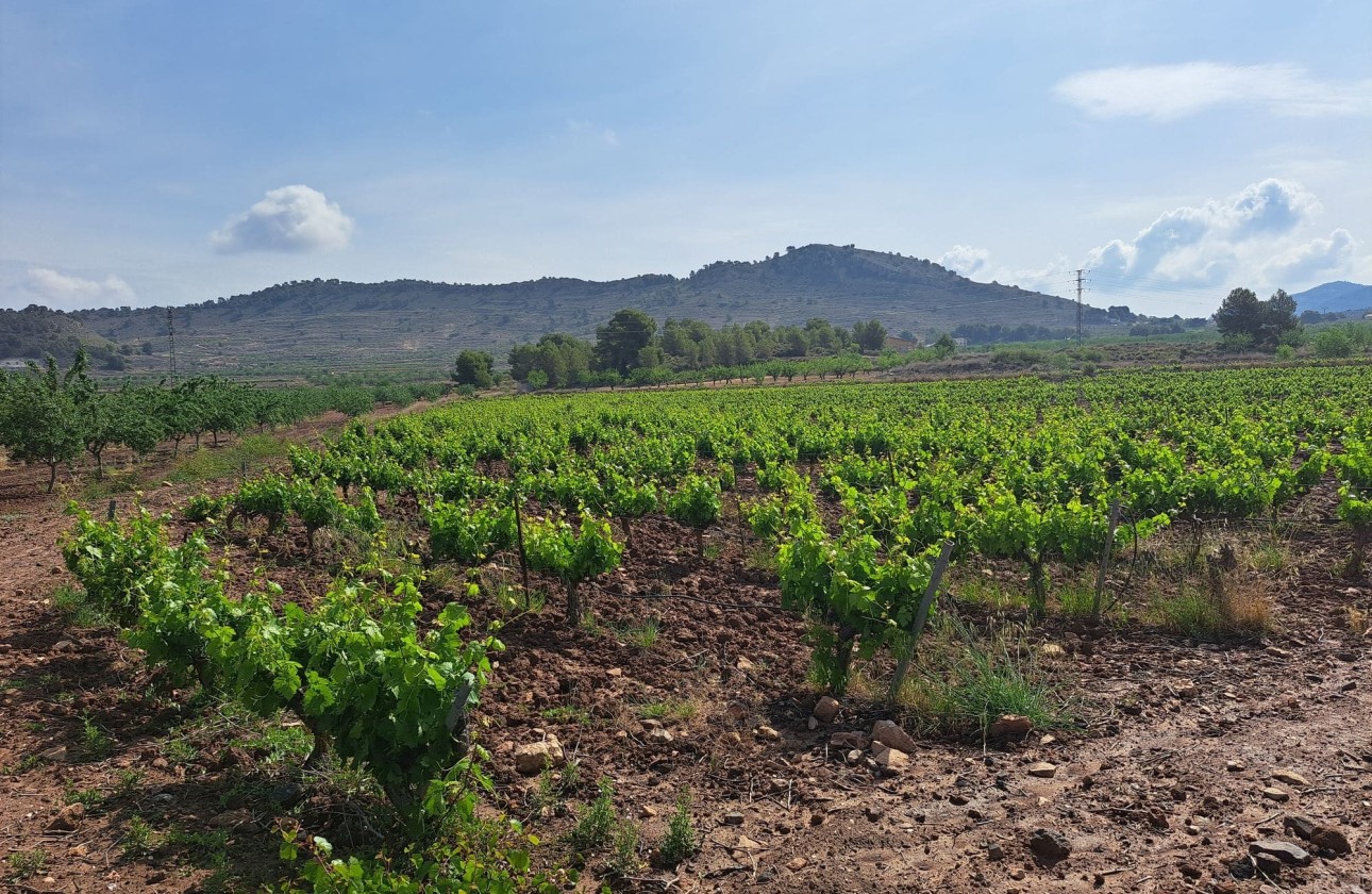 Venta - Terreno -
Pinoso