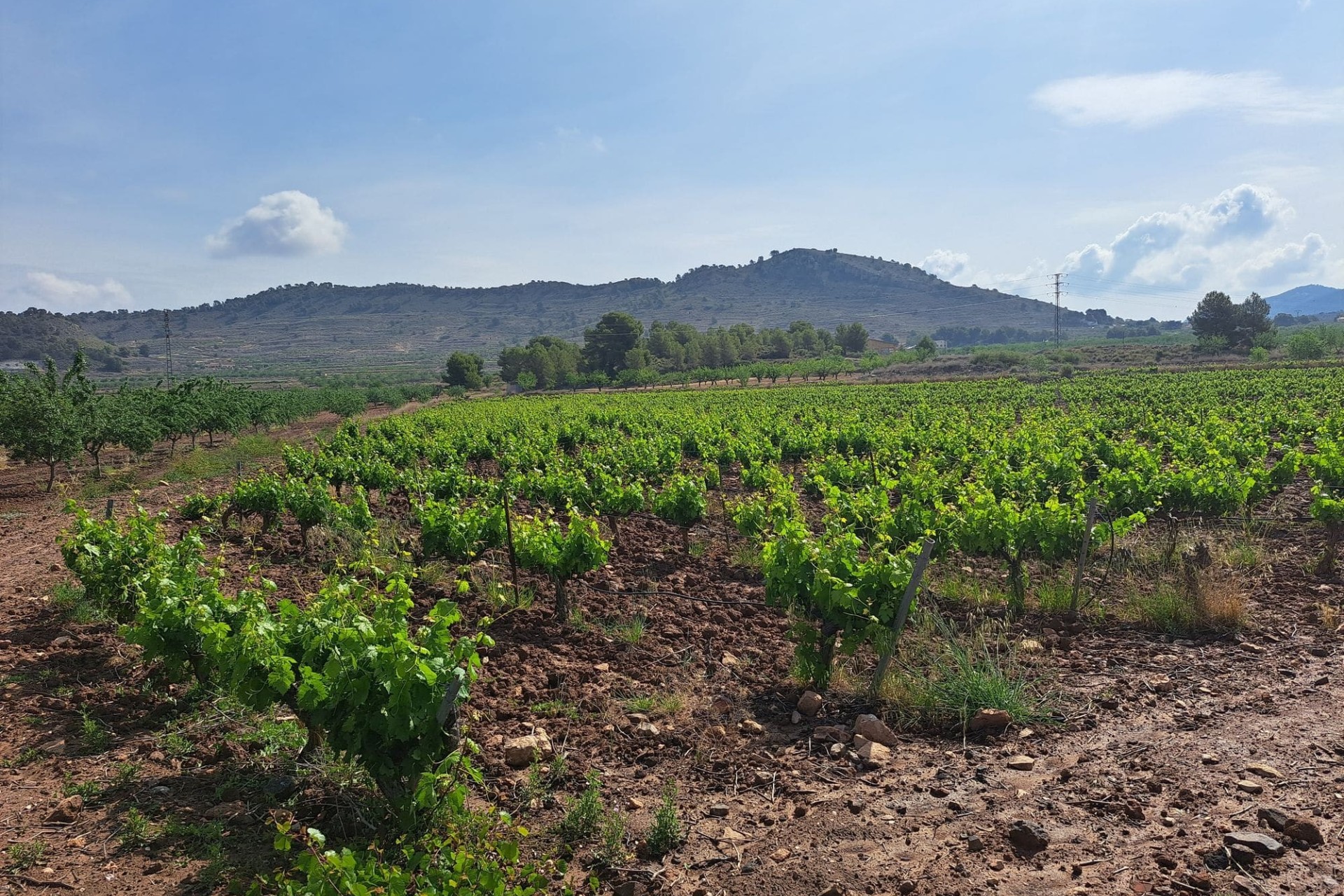 Venta - Terreno -
Pinoso