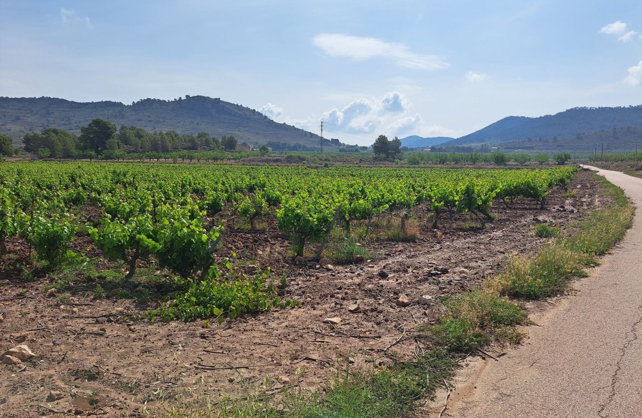 Venta - Terreno -
Pinoso