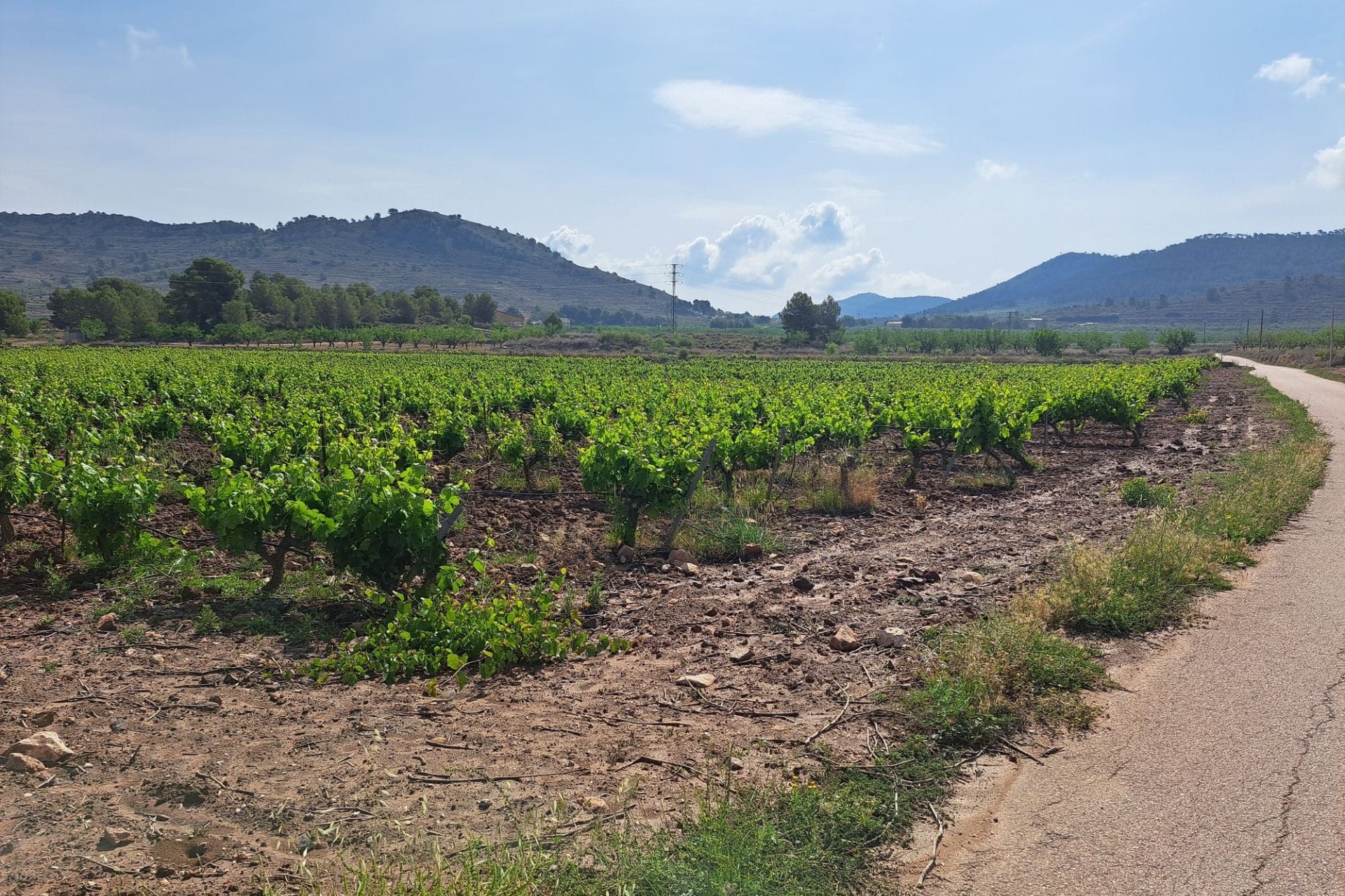 Venta - Terreno -
Pinoso