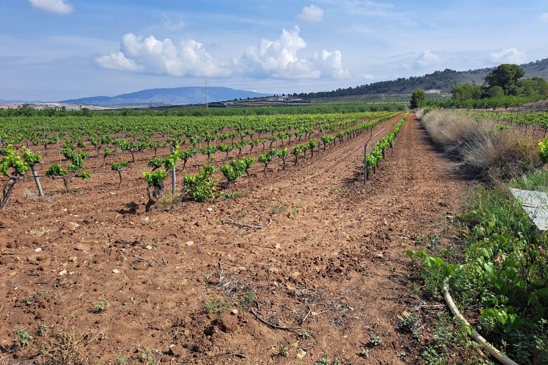 Venta - Terreno -
Pinoso