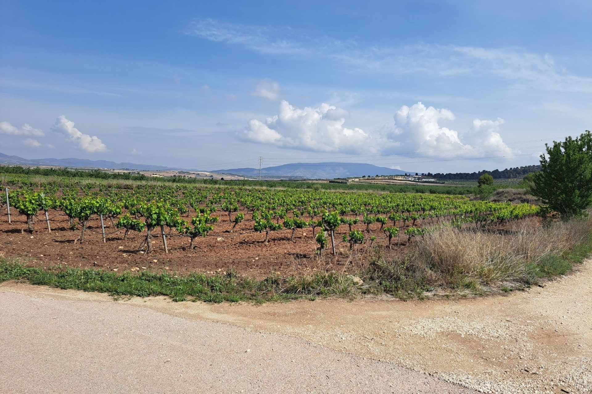 Venta - Terreno -
Pinoso