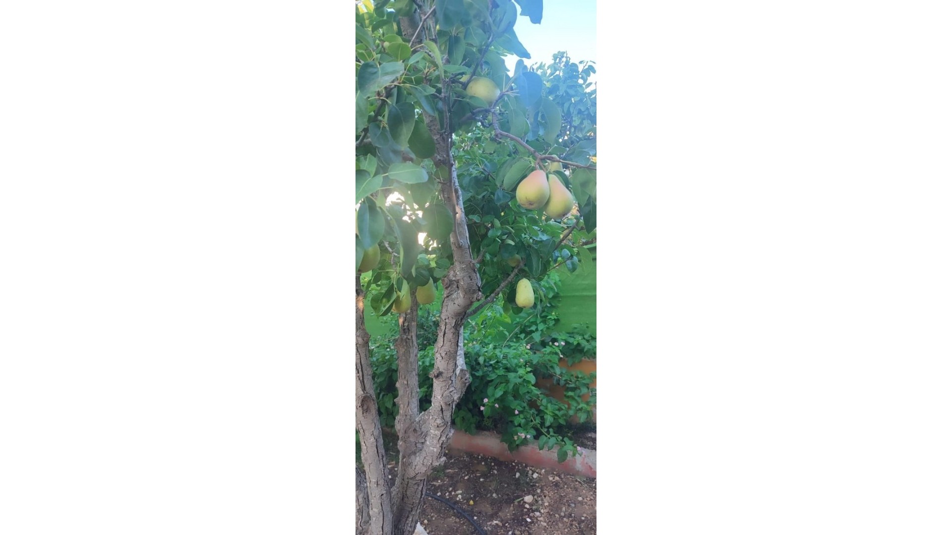 Venta - Villa -
Rojales - Ciudad Quesada