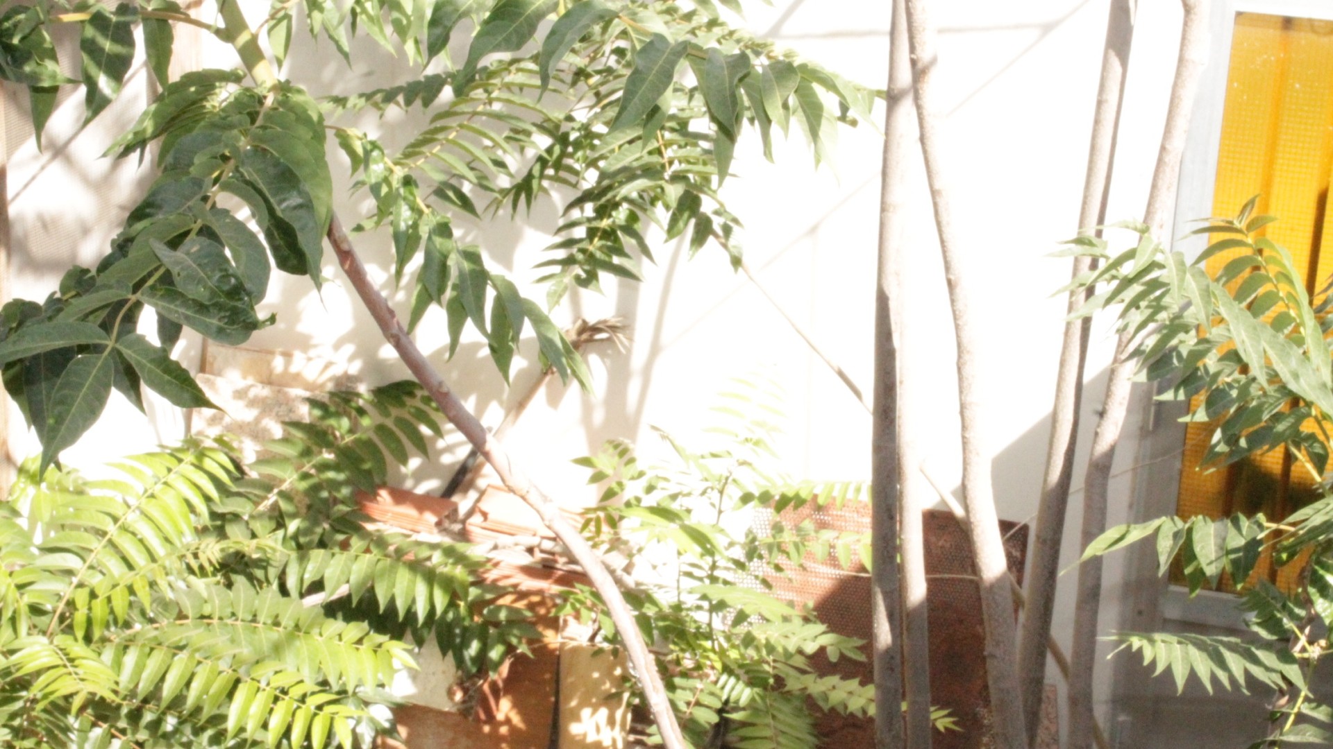 Videresalg - Byhus -
Peña de la Zafra de Arriba - Peña de la Zafra de Arriba Murcia