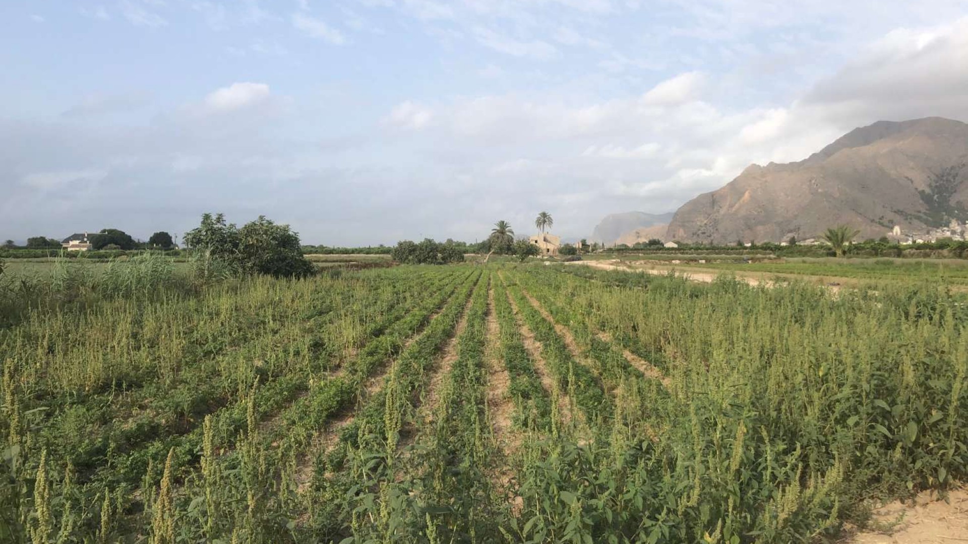 Videresalg - Finca landejendom -
Callosa de Segura