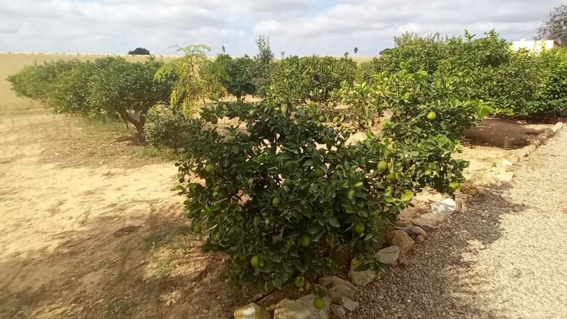Videresalg - Finca landejendom -
San Javier