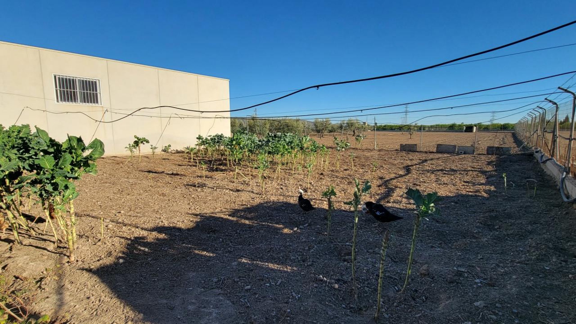 Videresalg - Finca landejendom -
San Miguel de Salinas