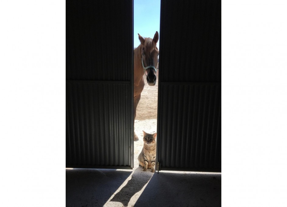 Videresalg - Finca landejendom -
Torre del Rico - Torre Del Rico