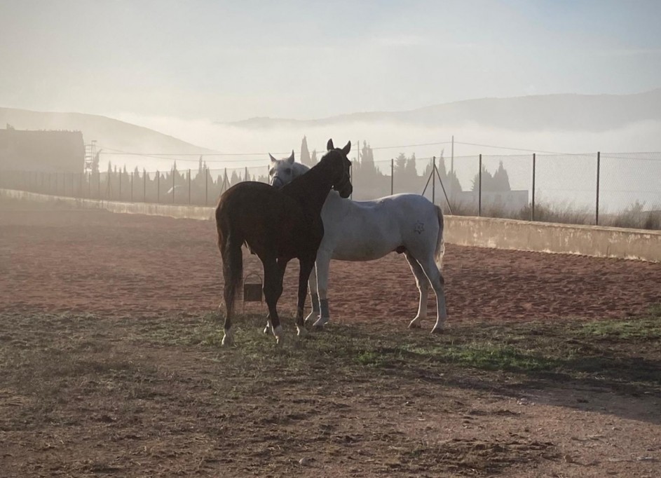 Videresalg - Finca landejendom -
Torre del Rico - Torre Del Rico