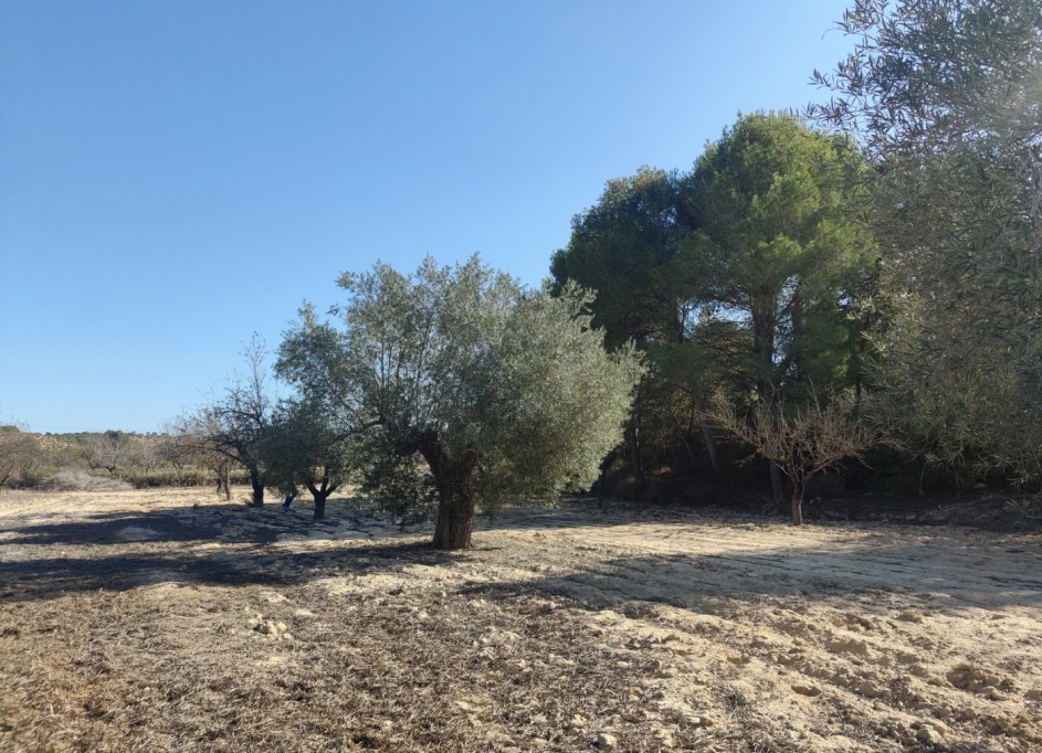 Videresalg - Finca landejendom -
Torremendo