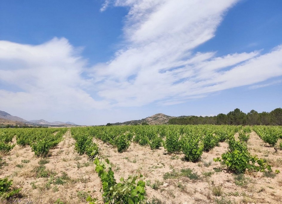 Videresalg - Finca landejendom -
Yecla