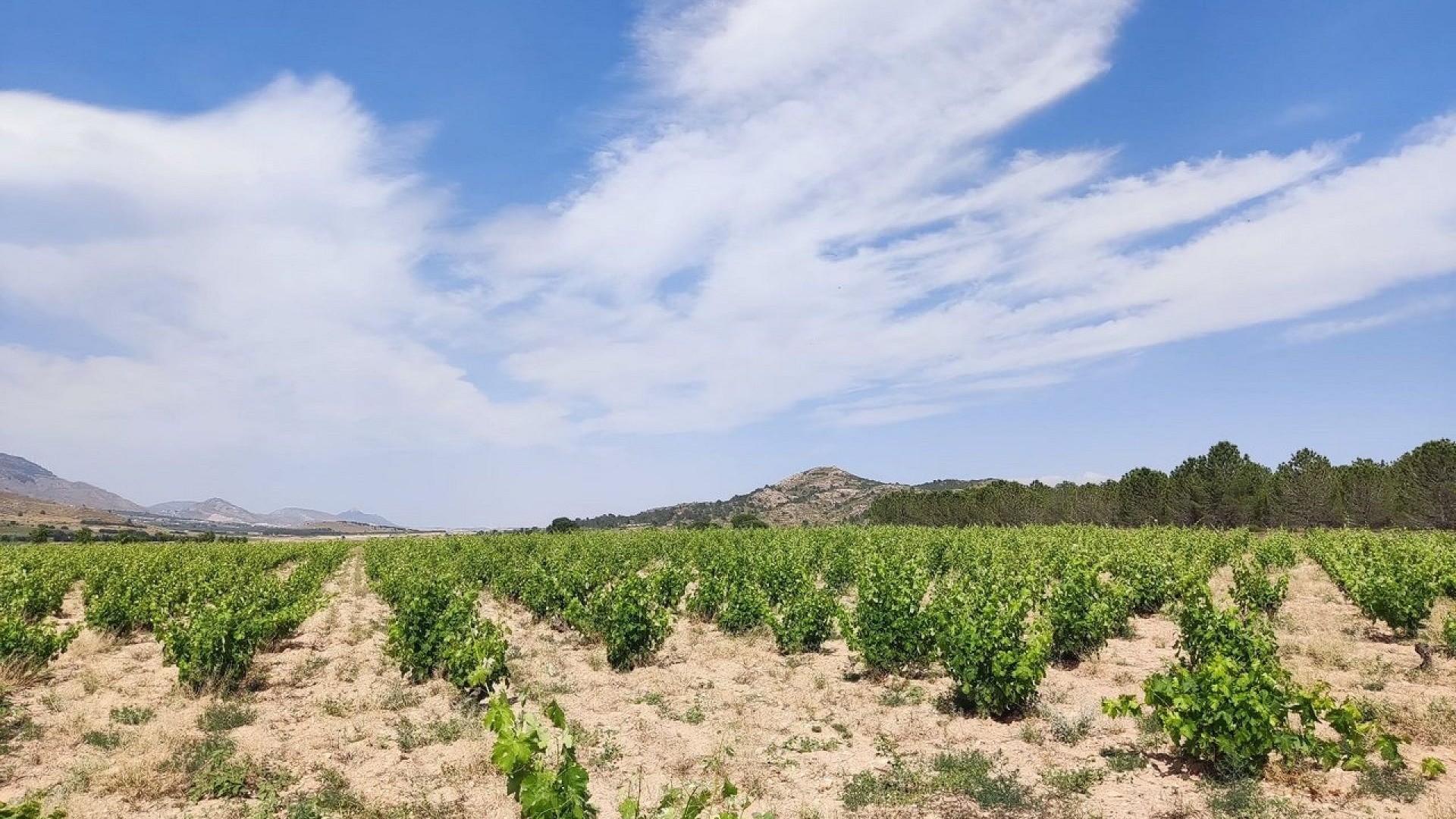 Videresalg - Finca landejendom -
Yecla