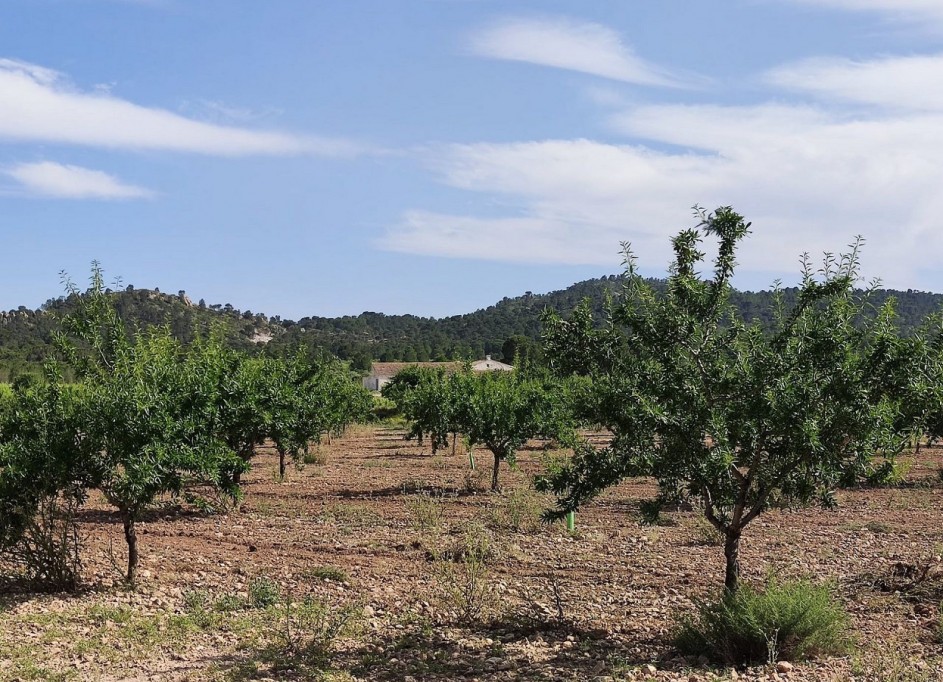 Videresalg - Finca landejendom -
Yecla