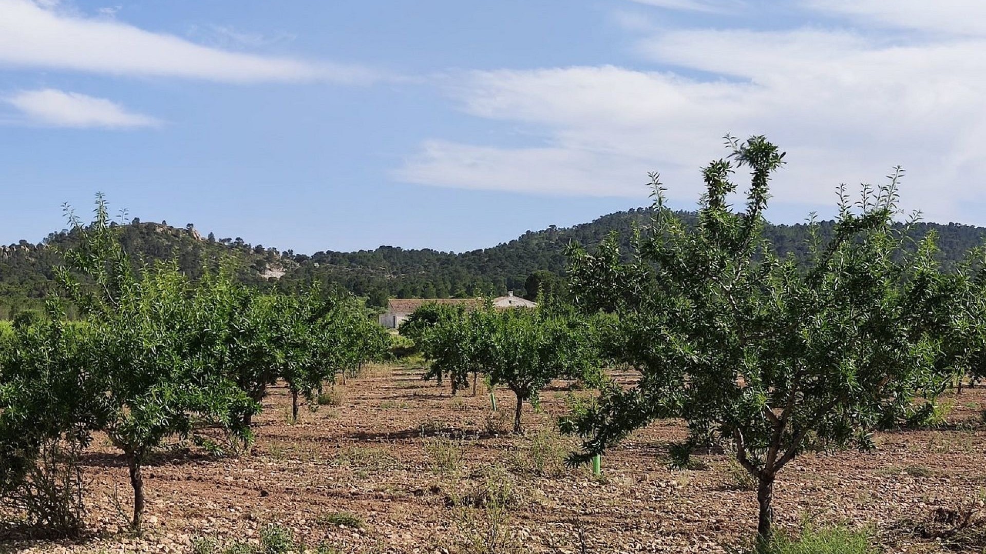 Videresalg - Finca landejendom -
Yecla