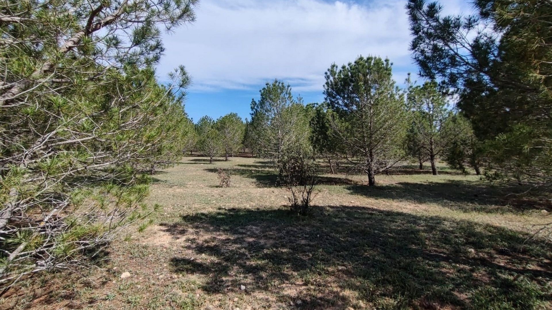 Videresalg - Finca landejendom -
Yecla