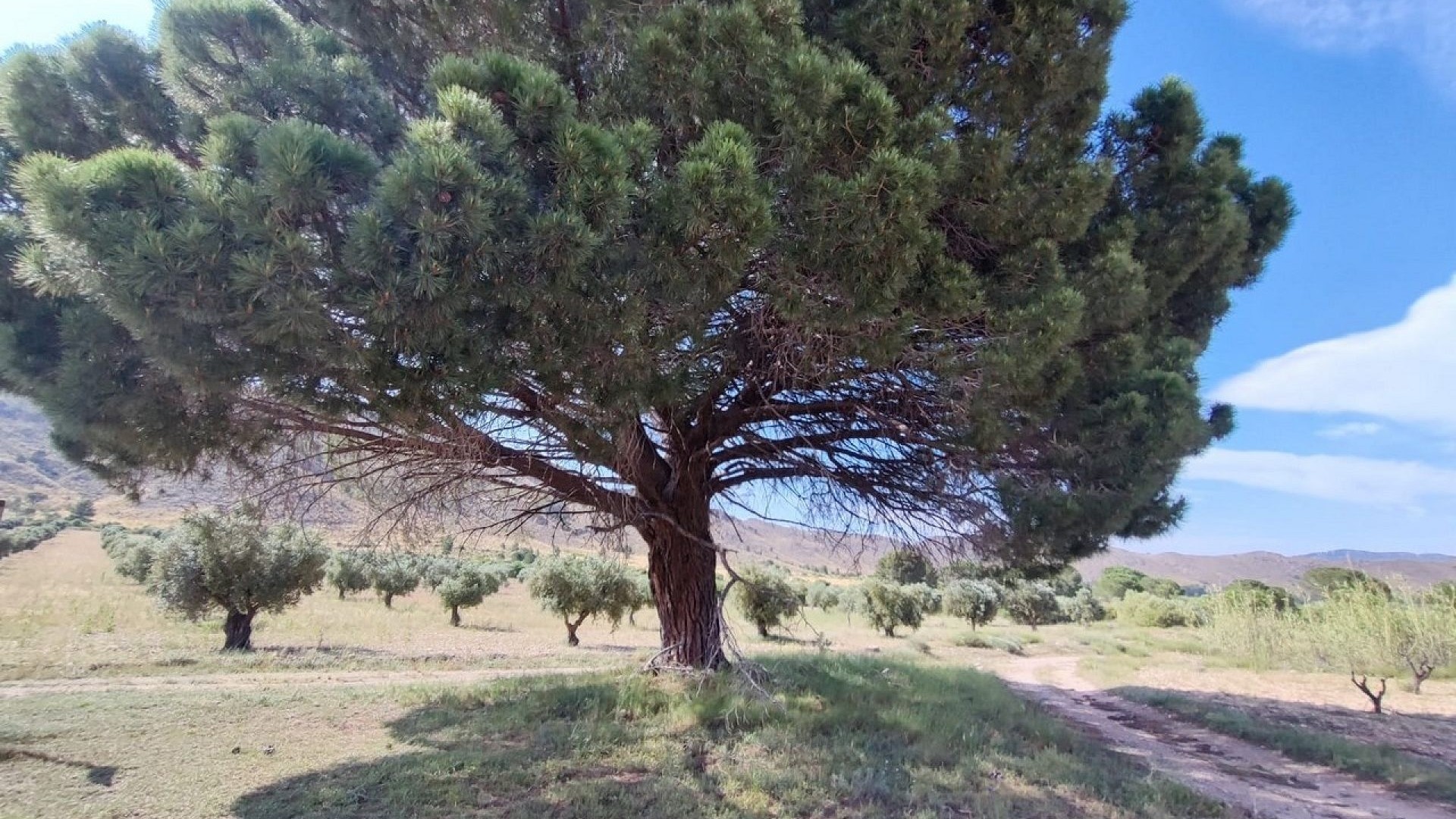 Videresalg - Finca landejendom -
Yecla