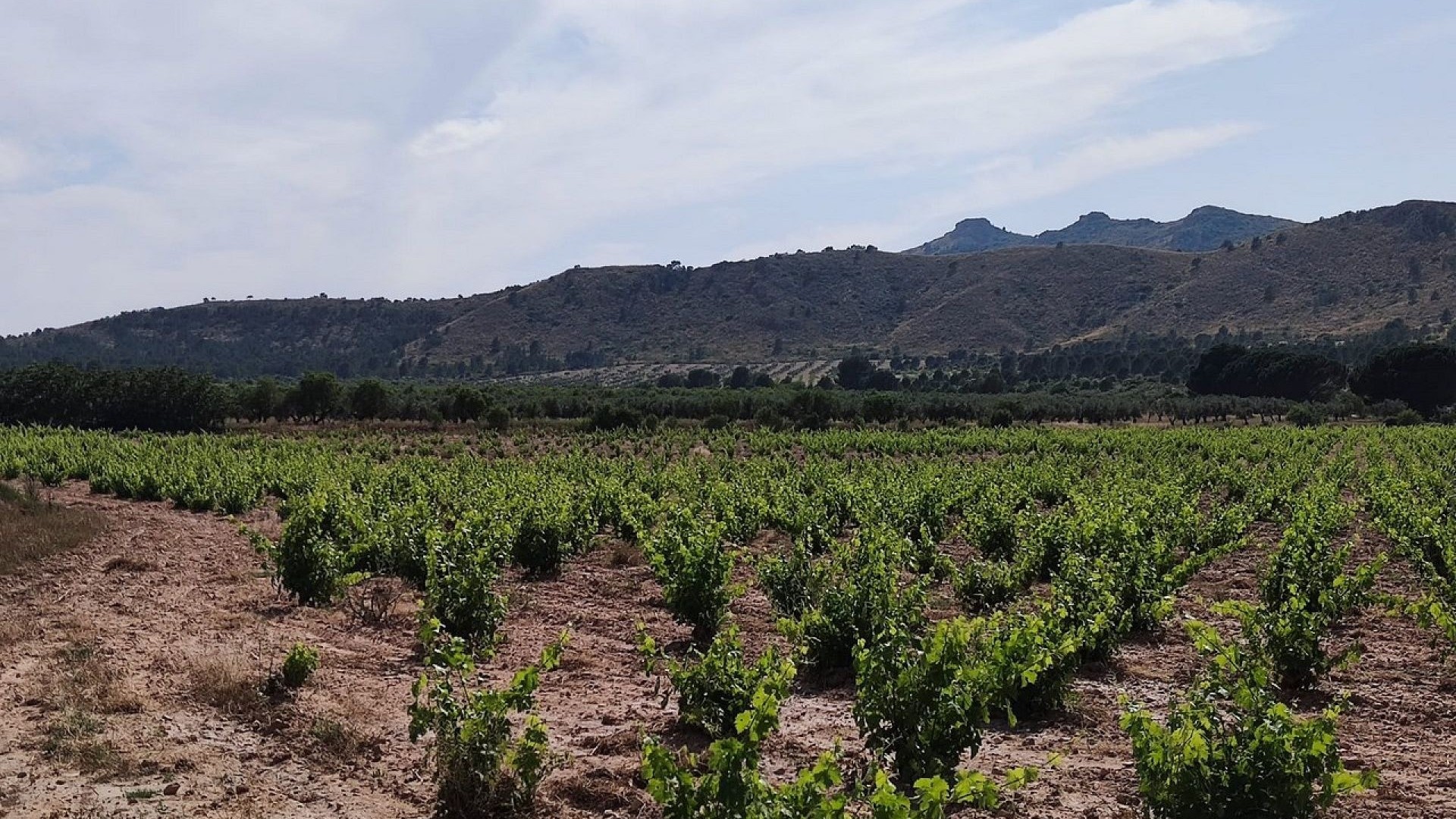 Videresalg - Finca landejendom -
Yecla