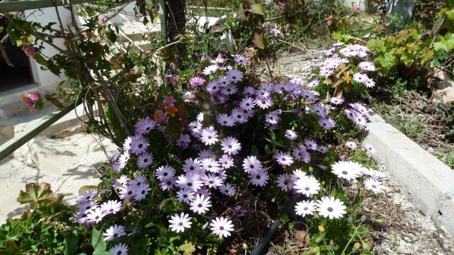 Videresalg - Fritliggende villa -
Murcia