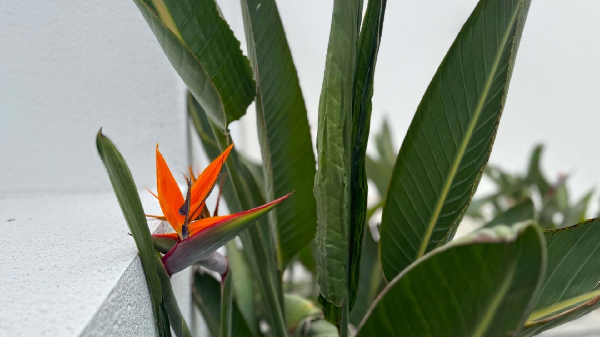 Videresalg - Fritliggende villa -
Torrevieja - Los Balcones - Los Altos del Edén