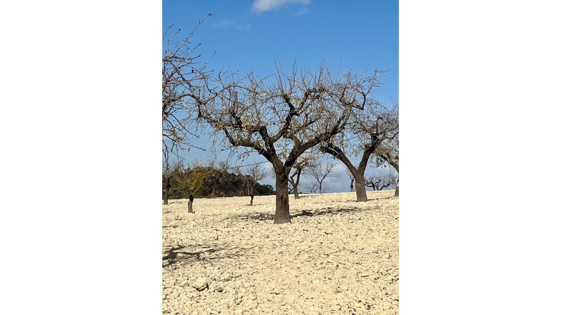 Videresalg - Grund Jord -
Bullas - Costa Calida