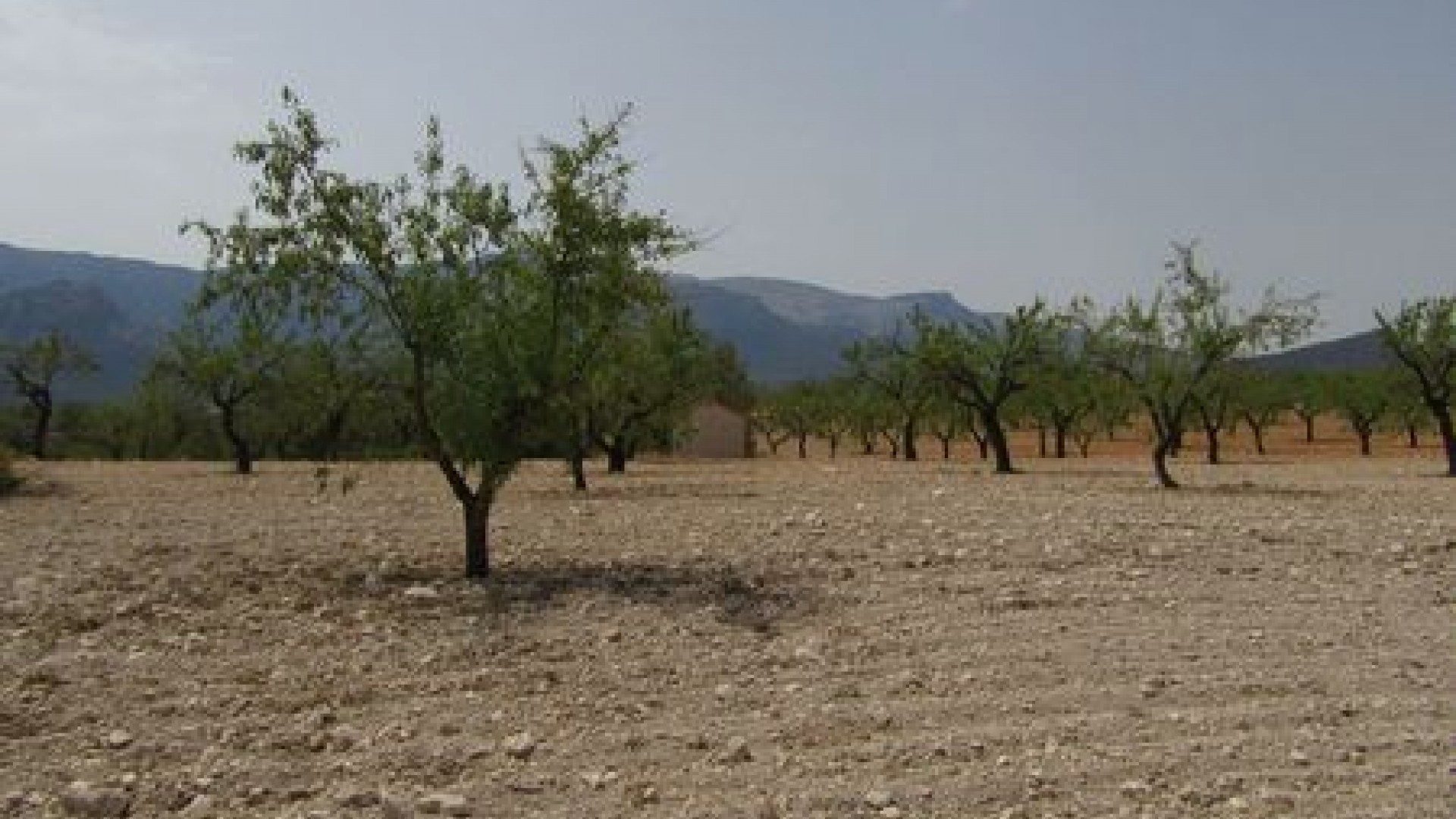 Videresalg - Grund Jord -
Murcia