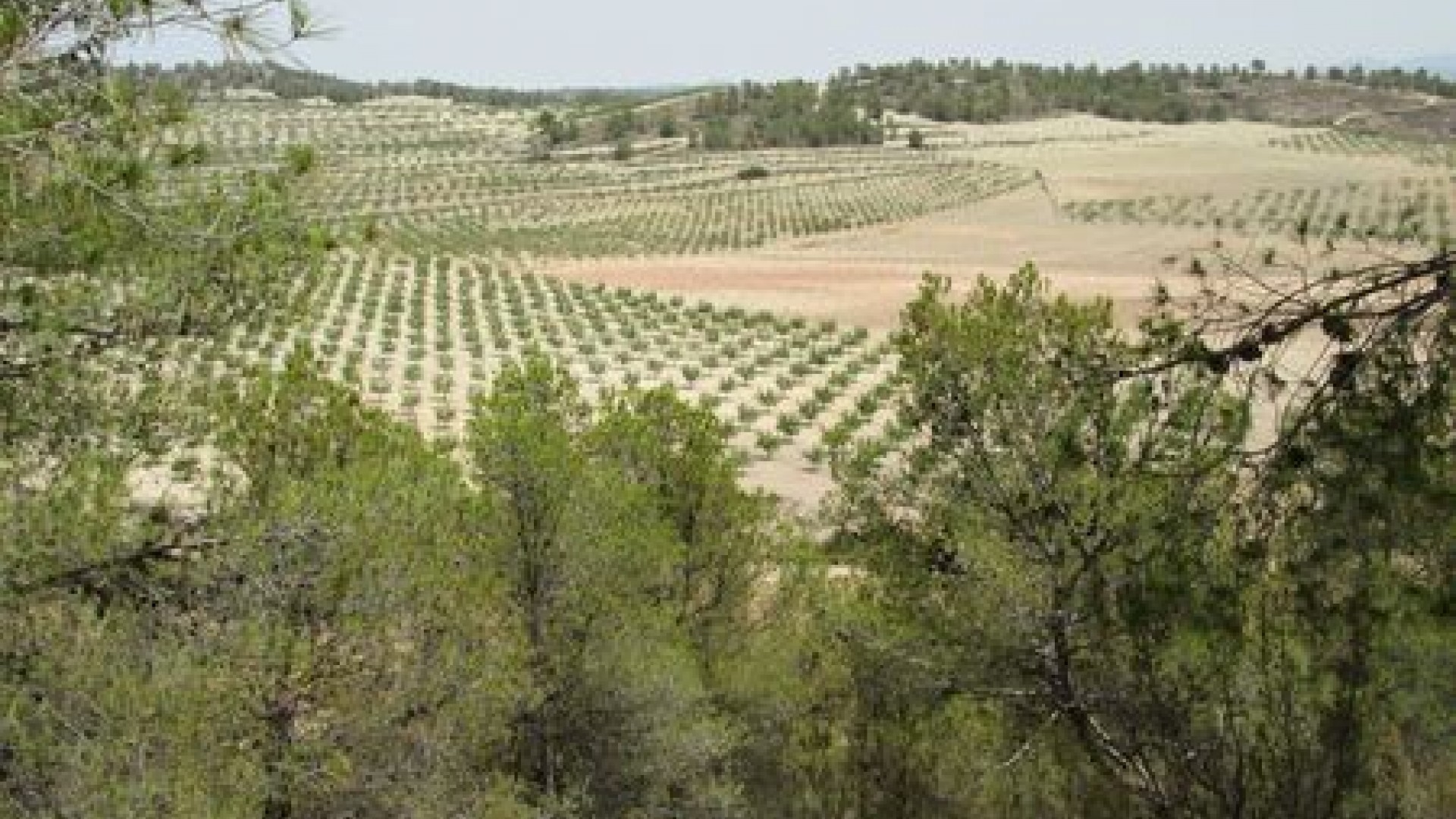 Videresalg - Grund Jord -
Murcia