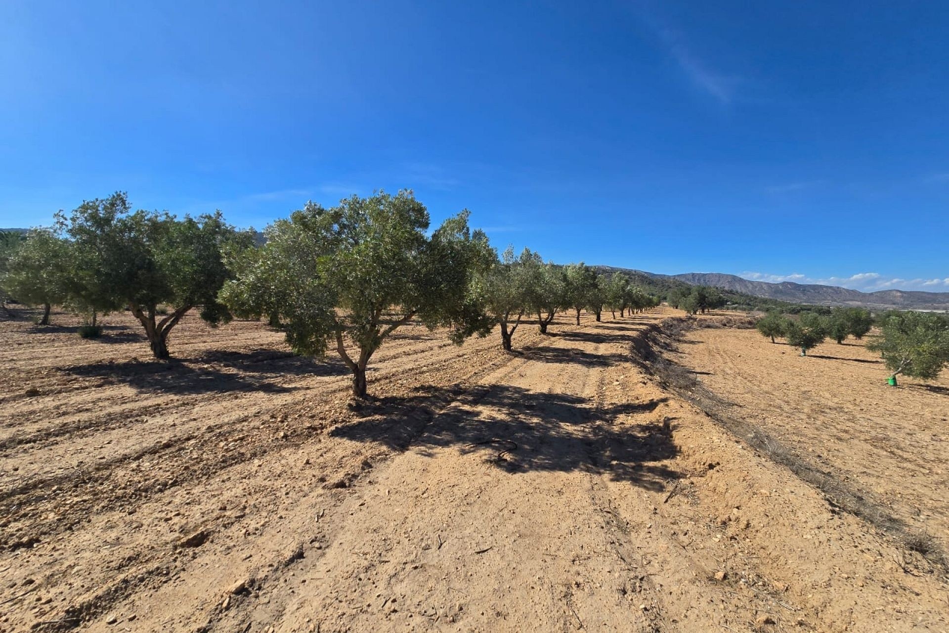 Wiederverkauf - Grundstück / Land -
Salinas