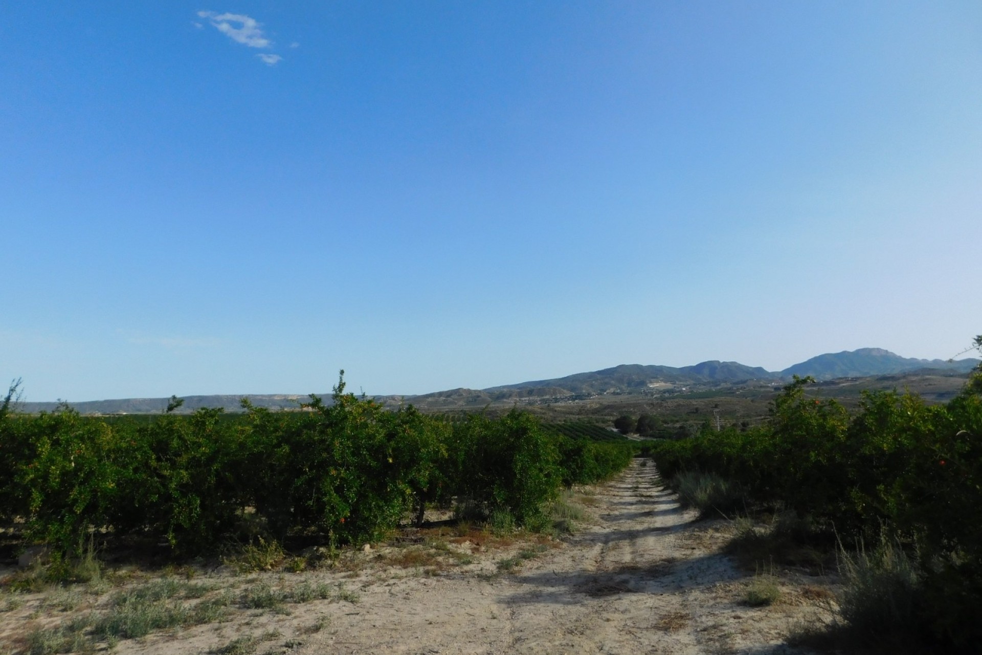 Wiederverkauf - Grundstück / Land -
Torremendo