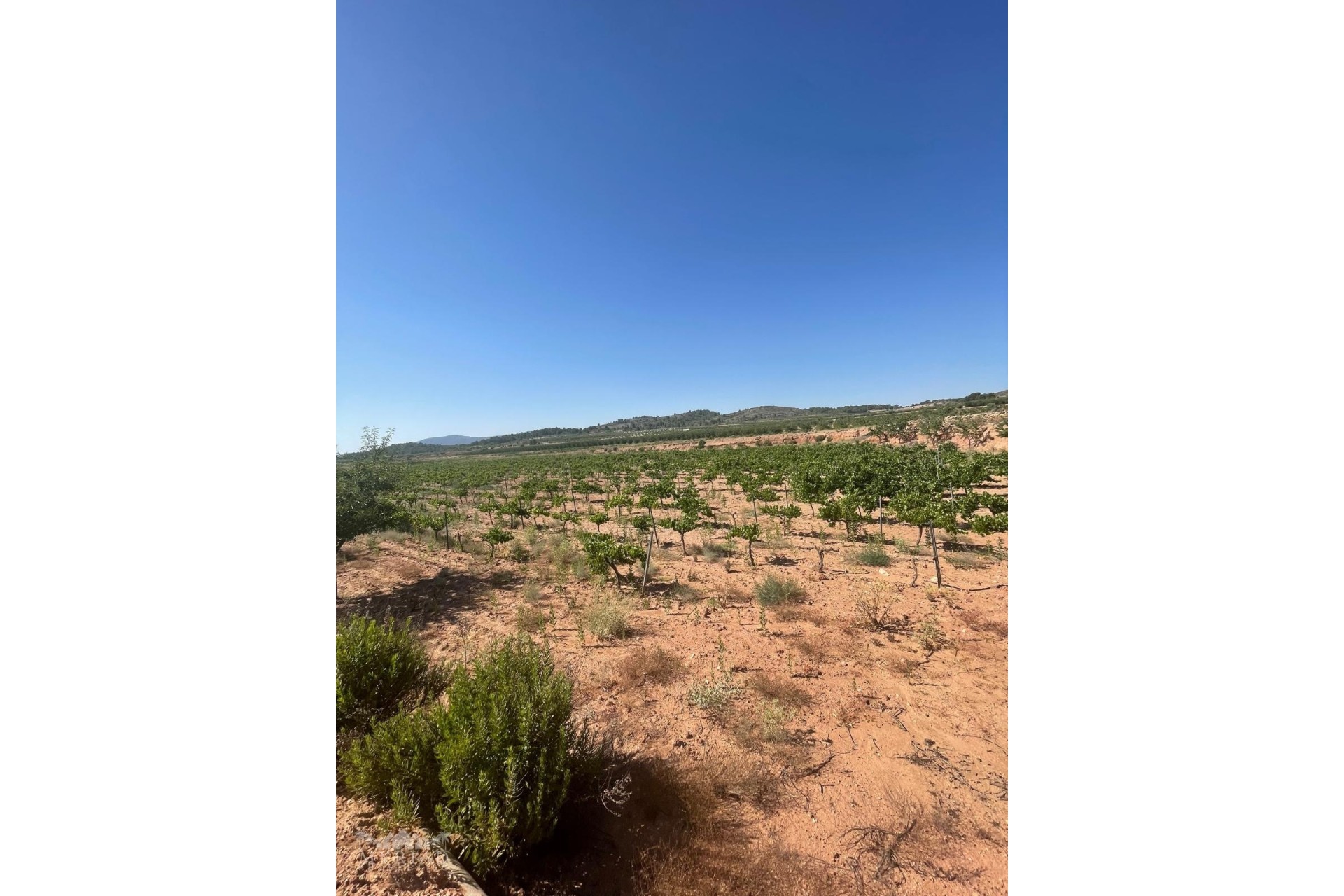 Wiederverkauf - Grundstück / Land -
&Uacute;beda - &Uacute;beda Alicante