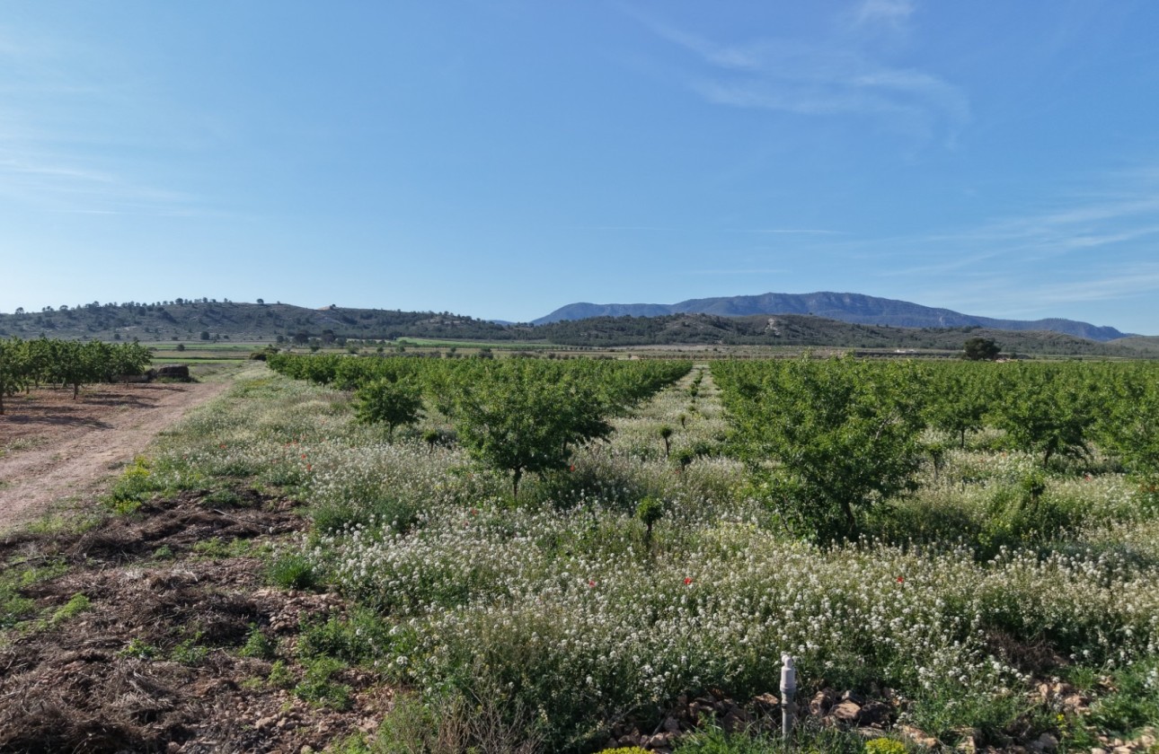 Wiederverkauf - Grundstück / Land -
Yecla - Yecla Murcia