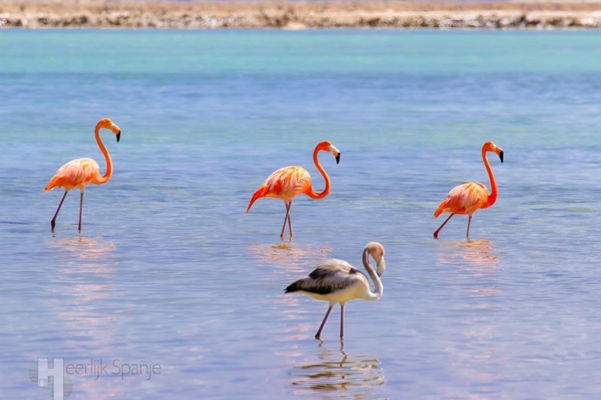 Wiederverkauf - Wohnung / Apartment -
San Pedro del Pinatar - Lo Pagán