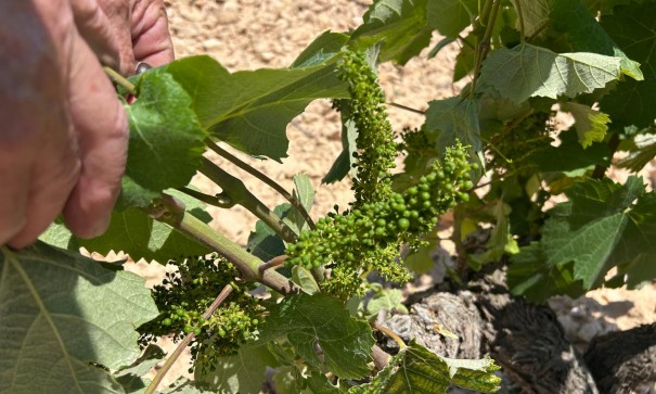 Sale - Finca Country Property -
Abanilla - ABANILLA