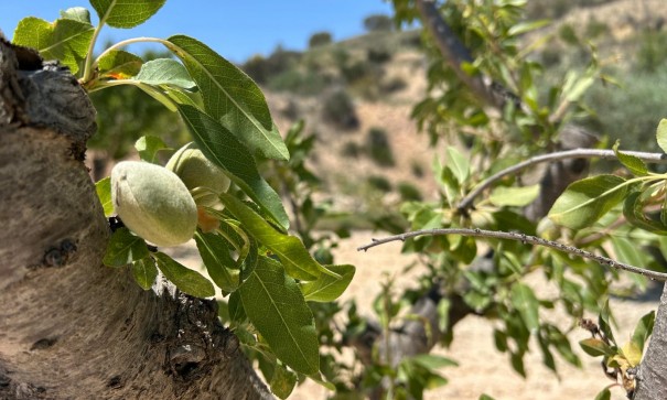 Sale - Finca Country Property -
Abanilla - ABANILLA