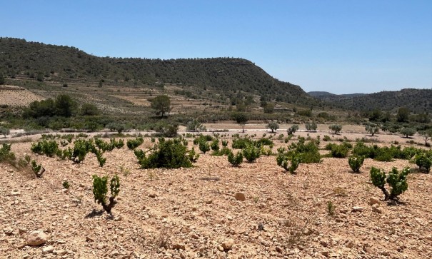 Sale - Finca Country Property -
Abanilla - ABANILLA