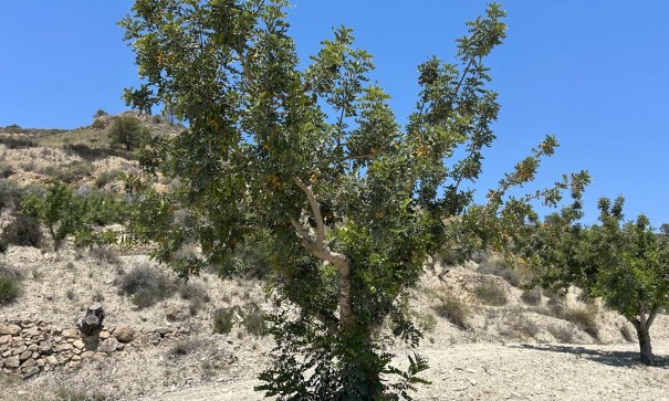 Sale - Finca Country Property -
Abanilla - ABANILLA