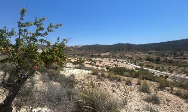 Sale - Finca Country Property -
Abanilla - ABANILLA