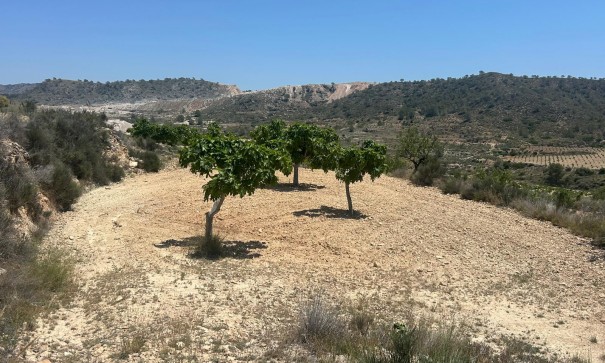 Sale - Finca Country Property -
Abanilla - ABANILLA