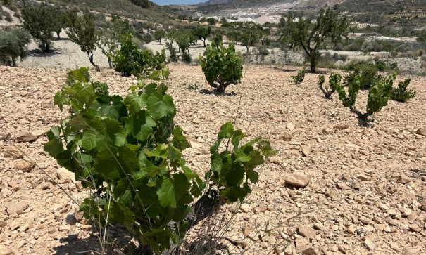 Sale - Finca Country Property -
Abanilla - ABANILLA