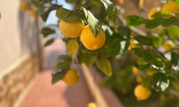 Sale - Detached Villa -
Algorfa - Lomas de Juliana