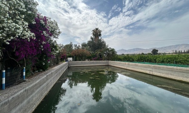 Venta - Finca Propiedad rural -
Crevillente