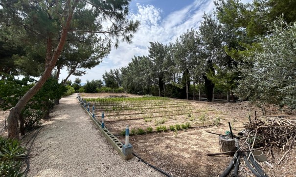Venta - Finca Propiedad rural -
Crevillente