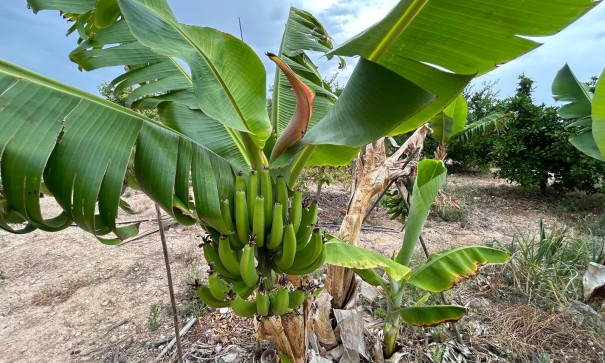 Återförsäljning - Finca lantlig egendom -
Albatera