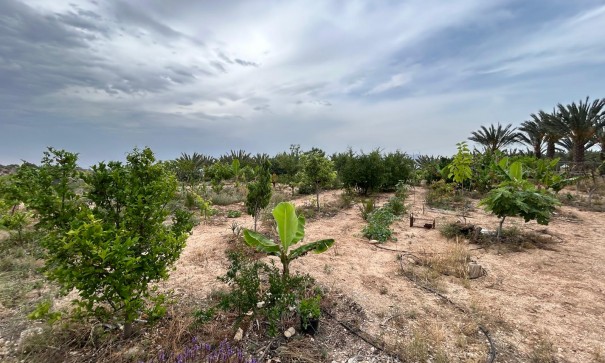 Återförsäljning - Finca lantlig egendom -
Albatera