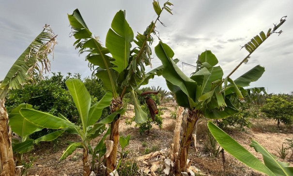 Återförsäljning - Finca lantlig egendom -
Albatera
