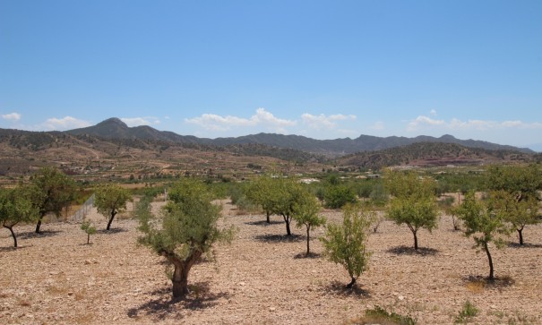 Revente - Villa Individuelle -
Macisvenda