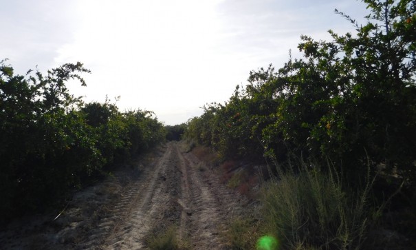 Sprzedaż - Działka Grunt -
Torremendo