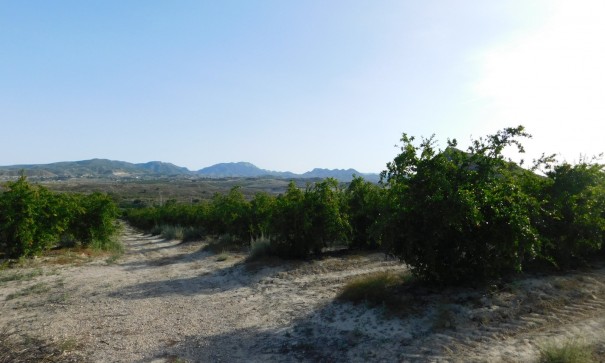 Sprzedaż - Działka Grunt -
Torremendo